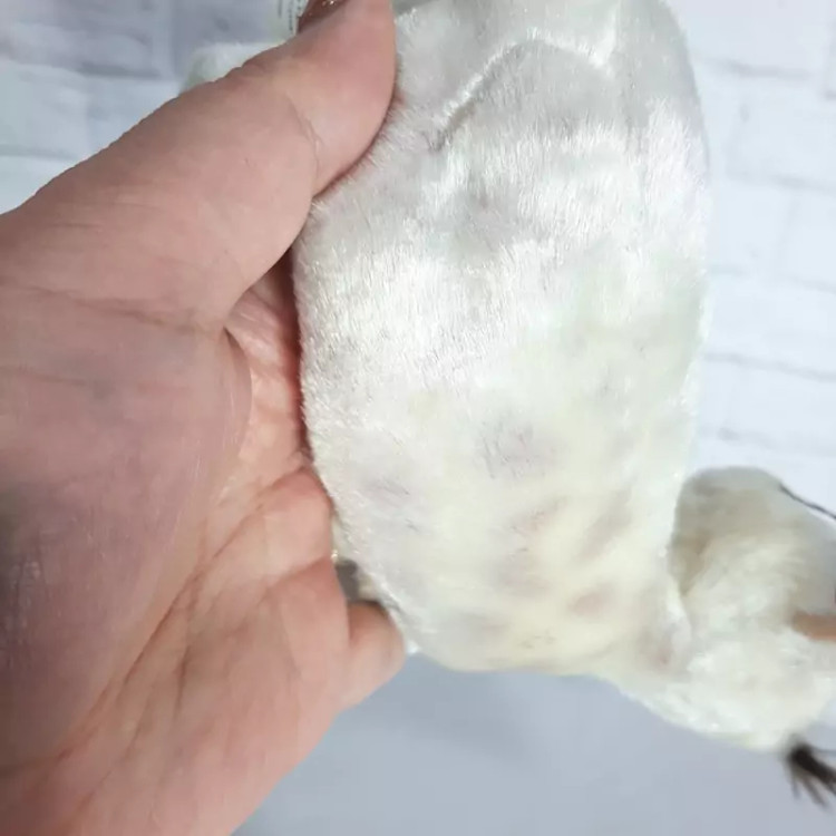 عروسک گربه وحشی چشم تیله ای برند تی وای . خز شاین فوق العاده زیبا و براق .بسیار خاص و با کیفیت .